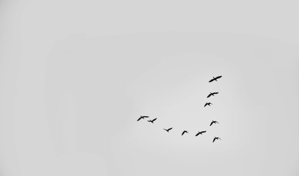 Minimalist image capturing a flock of birds flying against a clear sky.